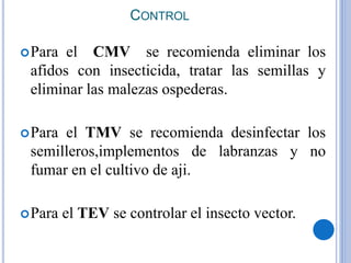 CONTROL
Para el CMV se recomienda eliminar los
afidos con insecticida, tratar las semillas y
eliminar las malezas ospederas.
Para el TMV se recomienda desinfectar los
semilleros,implementos de labranzas y no
fumar en el cultivo de aji.
Para el TEV se controlar el insecto vector.
 