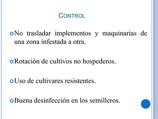 CONTROL
No trasladar implementos y maquinarias de
una zona infestada a otra.
Rotación de cultivos no hospederos.
Uso de cultivares resistentes.
Buena desinfección en los semilleros.
 