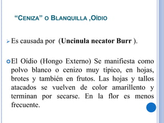 “CENIZA” O BLANQUILLA ,OÍDIO
 Es causada por (Uncinula necator Burr ).
El Oídio (Hongo Externo) Se manifiesta como
polvo blanco o cenizo muy típico, en hojas,
brotes y también en frutos. Las hojas y tallos
atacados se vuelven de color amarillento y
terminan por secarse. En la flor es menos
frecuente.
 