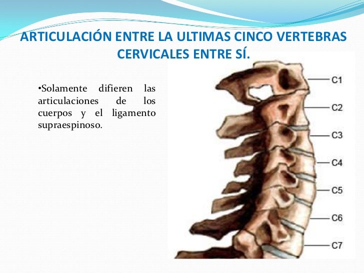 Exposicion de anatomia