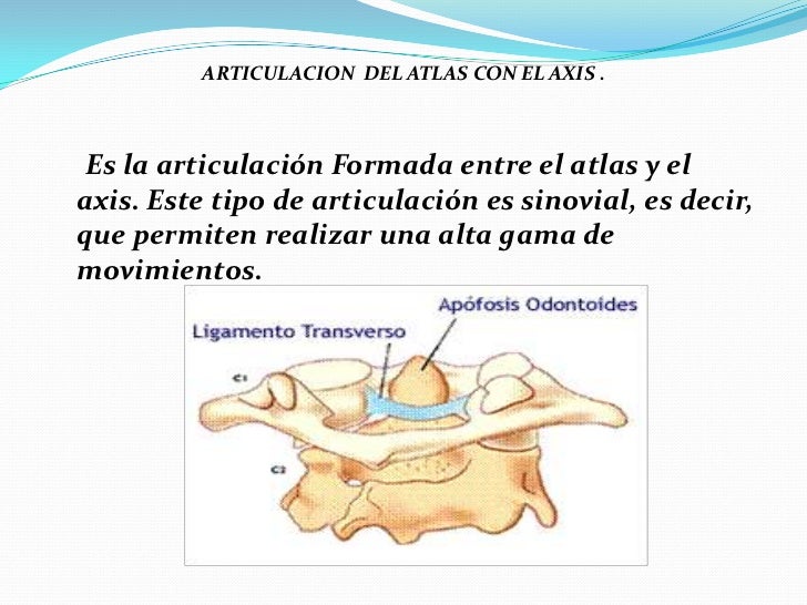 Exposicion de anatomia