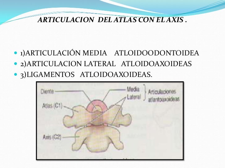 Exposicion de anatomia