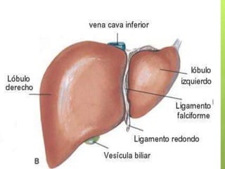 Exposicion de anatomia