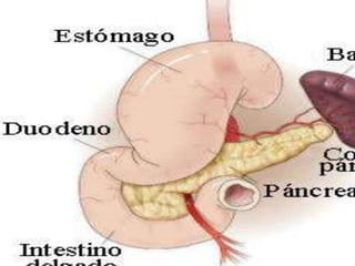 Exposicion de anatomia