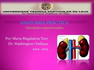 Por: María Magdalena Toro
Dr: Washington Orellana
2012- 2013
ANATOMIA PRÁCTICA
Glándulas suprarrenales
 