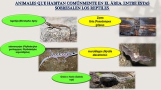 ANIMALES QUE HABITAN COMÚNMENTE EN EL ÁREA. ENTRE ESTAS
SOBRESALEN LOS REPTILES
lagartijas (Microlophus tigris)
Zorro
Gris (Pseudolopex
griseus
salamanquejas (Phyllodactylus
gerrhopygus y Phyllodactylus
angustidigitus),
Grisón o Hurón (Galictis
cuja)
murciélagos (Myotis
atacamensis
 