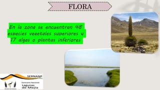 FLORA
En la zona se encuentran 48
especies vegetales superiores y
17 algas o plantas inferiores
 
