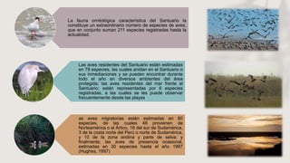 La fauna ornitológica característica del Santuario la
constituye un extraordinario número de especies de aves,
que en conjunto suman 211 especies registradas hasta la
actualidad.
Las aves residentes del Santuario están estimadas
en 79 especies, las cuales anidan en el Santuario o
sus inmediaciones y se pueden encontrar durante
todo el año en diversos ambientes del área
protegida; las aves residentes del mar frente al
Santuario; están representadas por 6 especies
registradas, a las cuales se les puede observar
frecuentemente desde las playas;
as aves migratorias están estimadas en 80
especies, de las cuales 48 provienen de
Norteamérica o el Ártico, 18 del sur de Sudamérica,
3 de la costa norte del Perú o norte de Sudamérica,
y 10 de la zona andina y parte de selva; y
finalmente, las aves de presencia ocasional,
estimadas en 30 especies hasta el año 1997
(Hughes, 1997)
 