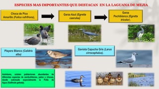 ESPECIES MAS IMPORTANTES QUE DESTACAN EN LA LAGUANA DE MEJIA
Choca de Pico
Amarillo (Fulica rufrifrons),
Garza Azul (Egretta
caerulea)
Garza
Pechiblanca (Egretta
tricolor),
Playero Blanco (Calidris
alba)
Gaviota Capucha Gris (Larus
cirrocephalus).
Asimismo, existen poblaciones abundantes de
diferentes especies de zambullidores, patos y chocas,
donde sobresale especialmente la Polla de
Agua (Gallinula galeata).
 