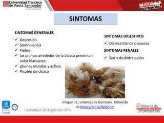 SINTOMAS
SINTOMAS GENERALES
 Depresión
 Somnolencia
 Fiebre
 las plumas alrededor de la cloaca presentan
color blancuzco
 plumas erizadas y asfixia.
 Picoteo de cloaca
SINTOMAS DIGESTIVOS
 Diarrea blanca o acuosa
SINTOMAS RENALES
 Sed y deshidratación
Imagen 11, síntomas de Gumboro. Obtenido
de https://bit.ly/3KQ9Dim
 