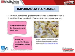 • El impacto económico que la Enfermedad de Gumboro tiene en la
industria avícola es notable. Puntualmente este es causado por:
IMPORTANCIA ECONOMICA
Imagen 3. Pollitos con infección por el
virus de la Enfermedad de Gumboro.
Obtenido de https://bit.ly/3KLMT23
Mal funcionamiento
del sistema inmune
de las aves
Niveles de
mortalidad directa
que pueden llegar a
40%
 