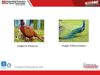 Imagen 8. Phasianus Imagen 9.Pavo cristatus
 
