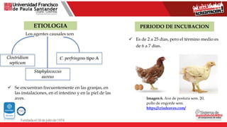 ETIOLOGIA
Clostridium
septicum
Staphylococcus
aureus
C. perfringens tipo A
Los agentes causales son
 Se encuentran frecuentemente en las granjas, en
las instalaciones, en el intestino y en la piel de las
aves.
PERIODO DE INCUBACION
 Es de 2 a 25 días, pero el término medio es
de 6 a 7 días.
Imagen 6. Ave de postura sem. 20,
pollo de engorde sem.
https://criadeaves.com/
 