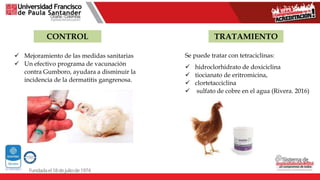 CONTROL TRATAMIENTO
 Mejoramiento de las medidas sanitarias
 Un efectivo programa de vacunación
contra Gumboro, ayudara a disminuir la
incidencia de la dermatitis gangrenosa.
Se puede tratar con tetraciclinas:
 hidroclorhidrato de doxiciclina
 tiocianato de eritromicina,
 clortetacciclina
 sulfato de cobre en el agua (Rivera. 2016)
 