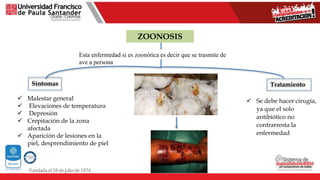 ZOONOSIS
Esta enfermedad si es zoonótica es decir que se trasmite de
ave a persona
Síntomas
 Malestar general
 Elevaciones de temperatura
 Depresión
 Crepitación de la zona
afectada
 Aparición de lesiones en la
piel, desprendimiento de piel
Tratamiento
 Se debe hacer cirugía,
ya que el solo
antibiótico no
contrarresta la
enfermedad
 