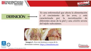 DEFINICIÓN
Es una enfermedad que afecta la alimentación
y el crecimiento de las aves, y está
caracterizada por la necrotización de
diferentes áreas de la piel y una celulitis severa
del tejido subcutáneo.
Imagen 1. Ave con lesiones a causa de la
dermatitis cutánea. https://bmeditores.mx
 