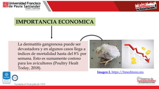 La dermatitis gangrenosa puede ser
devastadora y en algunos casos llega a
índices de mortalidad hasta del 8% por
semana. Esto es sumamente costoso
para los avicultores (Poultry Healt
Today, 2018).
IMPORTANCIA ECONOMICA
Imagen 2. https://bmeditores.mx
 