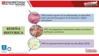 1930 primer reporte de la enfermedad, se describió
como una necrosis grave en el musculo y tejido
subcutáneo
1931 investigadores holandeses aíslan clostridium
perfringens y septicum
1963 se reportan brotes desde ese año (Real, 2014)
RESEÑA
HISTORICA
 