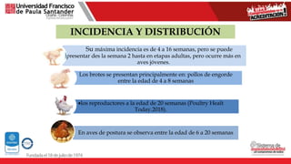 INCIDENCIA Y DISTRIBUCIÓN
Su máxima incidencia es de 4 a 16 semanas, pero se puede
presentar des la semana 2 hasta en etapas adultas, pero ocurre más en
aves jóvenes.
Los brotes se presentan principalmente en: pollos de engorde
entre la edad de 4 a 8 semanas
los reproductores a la edad de 20 semanas (Poultry Healt
Today.2018).
En aves de postura se observa entre la edad de 6 a 20 semanas
 