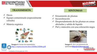 TRANSMISIÓN SINTOMAS
 Erizamiento de plumas
 Incoordinación
 Desprendimiento de las plumas en zonas
afectadas y salida de líquido
 Piel y músculos con una coloración negra
 Heces
 Equipo contaminado (especialmente
calzado)
 Materia orgánica
Imagen 4. Vector de transmisión.
http://repiica.iica.int/docs/b2046e/b2046e.pdf
Imagen 5. Ave con presencia de
síntomas https://criadeaves.com/
c
 