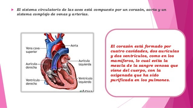 Exposicion de aves 1