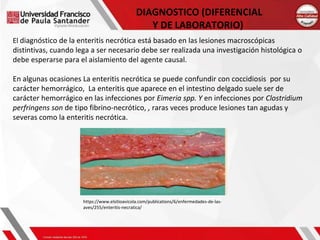 Enteritis Autopsy expocición sobre enteritis necrótica | PPTX