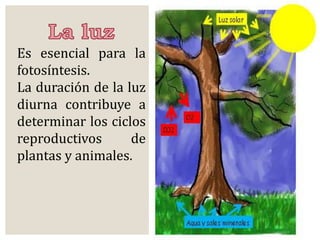 Es esencial para la 
fotosíntesis. 
La duración de la luz 
diurna contribuye a 
determinar los ciclos 
reproductivos de 
plantas y animales. 
 