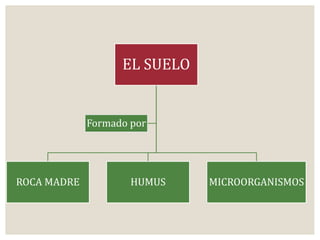 EL SUELO 
Formado por 
ROCA MADRE HUMUS MICROORGANISMOS 
 