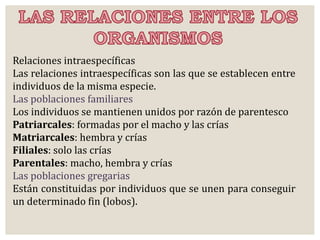 Relaciones intraespecíficas 
Las relaciones intraespecíficas son las que se establecen entre 
individuos de la misma especie. 
Las poblaciones familiares 
Los individuos se mantienen unidos por razón de parentesco 
Patriarcales: formadas por el macho y las crías 
Matriarcales: hembra y crías 
Filiales: solo las crías 
Parentales: macho, hembra y crías 
Las poblaciones gregarias 
Están constituidas por individuos que se unen para conseguir 
un determinado fin (lobos). 
 