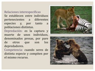 Relaciones interespecíficas 
Se establecen entre individuos 
pertenecientes a diferentes 
especies y, por tanto a 
poblaciones distintas. 
Depredación: es la captura y 
muerte de unos individuos, 
denominados presas, por pare 
de otros que son los 
depredadores. 
Competencia: cuando seres de 
distinta especie y compiten por 
el mismo recurso. 
 