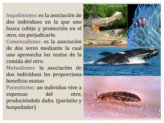 Inquilinismo: es la asociación de 
dos individuos en la que uno 
busca cobijo y protección en el 
otro, sin perjudicarle. 
Comensalismo: es la asociación 
de dos seres mediante la cual 
uno aprovecha los restos de la 
comida del otro. 
Mutualismo: la asociación de 
dos individuos les proporciona 
beneficio mutuo 
Parasitismo: un individuo vive a 
expensas del otro, 
produciéndole daño. (parásito y 
hospedador) 
