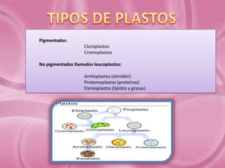 Pigmentados:
Cloroplastos
Cromoplastos
No pigmentados llamados leucoplastos:
Amiloplastos (almidón)
Protemoplastos (proteínas)
Elenioplastos (lípidos y grasas)

 