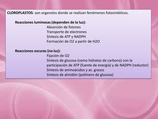 CLOROPLASTOS: son organelos donde se realizan fenómenos fotosintéticos.
Reacciones luminosas (dependen de la luz):
Absorción de fotones
Transporte de electrones
Síntesis de ATP y NADPH
Formación de O2 a partir de H2O
Reacciones oscuras (no luz):
Fijación de O2
Síntesis de glucosa (como hidratos de carbono) con la
participación de ATP (fuente de energía) y de NADPH (reductor)
Síntesis de aminoácidos y ac. grasos
Síntesis de almidón (polímero de glucosa)

 