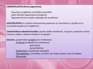 CROMOPLASTOS (llevan pigmentos).
Disueltos en glóbulos osmiofilos (xantofila)
Sobre fibrillas lipoproteicas (licopeno)
Pigmento forma cristales rodeados de membrana
LEUCOPLASTOS (en células embrionarias) aparecen en meristemos y tejidos en la
oscuridad excepto en la epidermis.
Características ultraestructurales: poseen doble membrana, sin grana, aparecen crestas
escasas y largas y túbulos aislados o en grupos.
Estroma: puede haber almidón (sin membrana)
Proteínas (rodeadas de membrana)
granulasas
paracristalinas
Fitoferritina: en gránulos pequeños
Plastoglobulos: osmiofilos, se tiñen con ácido ósmico como los lípidos
Ribosomas

 