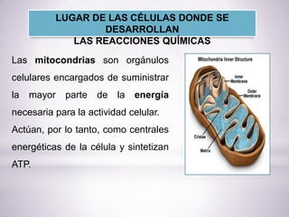 Las mitocondrias son orgánulos
celulares encargados de suministrar
la mayor parte de la energía
necesaria para la actividad celular.
Actúan, por lo tanto, como centrales
energéticas de la célula y sintetizan
ATP.
LUGAR DE LAS CÉLULAS DONDE SE
DESARROLLAN
LAS REACCIONES QUÍMICAS
 