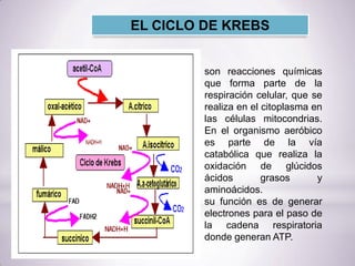 E
EL CICLO DE KREBS
son reacciones químicas
que forma parte de la
respiración celular, que se
realiza en el citoplasma en
las células mitocondrias.
En el organismo aeróbico
es parte de la vía
catabólica que realiza la
oxidación de glúcidos
ácidos grasos y
aminoácidos.
su función es de generar
electrones para el paso de
la cadena respiratoria
donde generan ATP.
 