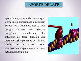 aporta la mayor cantidad de energía.
Conforme la duración de la actividad
exceda los 3 minutos, más y más
energía aportará este sistema
energético. Generalmente, los
esfuerzos de larga duración que
dependen principalmente del sistema
aeróbico se les conoce como
aquellos correspondientes a una
actividad submáxima.
APORTE DELATP
 