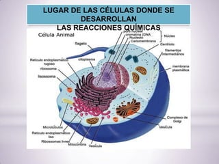 LUGAR DE LAS CÉLULAS DONDE SE
DESARROLLAN
LAS REACCIONES QUÍMICAS
 
