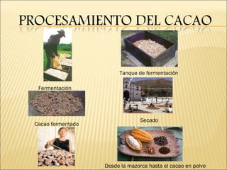 [object Object],Fermentación Tanque de fermentación Cacao fermentado Secado Desde la mazorca hasta el cacao en polvo 