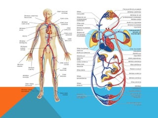 Comprehensive Overview of the Cardiovascular System: Structure and ...