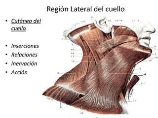 1
Región Lateral del cuello
• Cutáneo del
cuello
• Inserciones
• Relaciones
• Inervación
• Acción
 