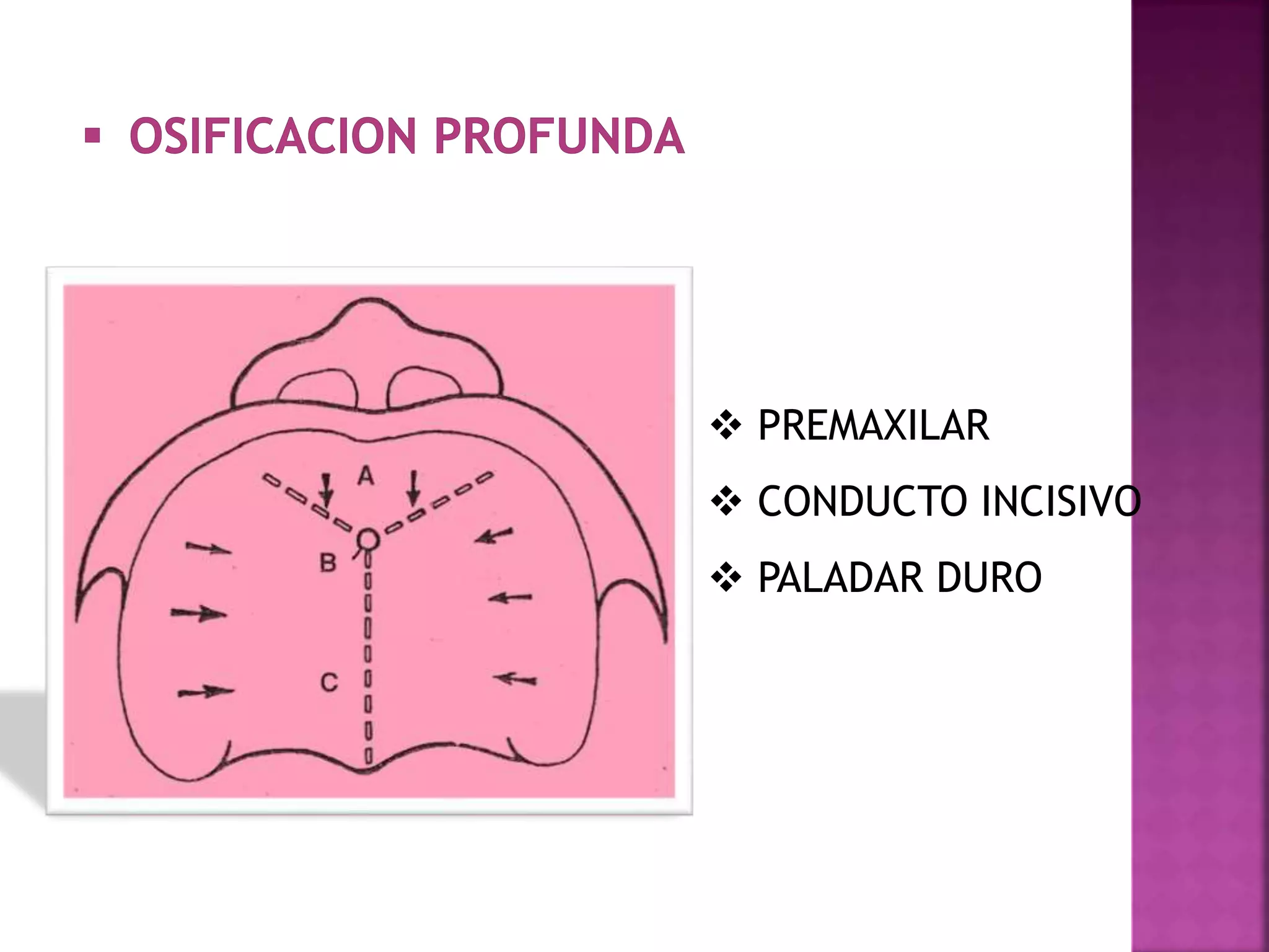 Exposicion de desarrollo del maxilar superior | PPT