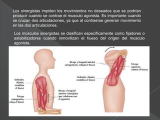 Rotadores: hacen girar un hueso alrededor de un eje longitudinal. La pronación y la supinación constituyen dos formas especiales de rotación.