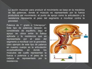 Esfínteres y dilatadores: cierran o abren un orificio corporal.Los músculos se clasifican en cuatro grupos funcionales: Agonistas, Antagonistas, Sinergistas y Fijadores.
