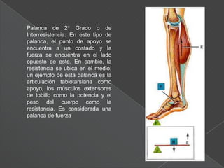 Un agonista es un musculo que se contrae para producir un movimiento especifico. Otros músculos tal ves ayuden al agonista en la generación de ese movimiento, aunque con menos efecto, se llaman secundarios o asistentes.Se llama antagonista el musculo situado en el lado opuesto de la articulación que mueve el agonista. El antagonista tiene que relajarse para que el agonista se contraiga.