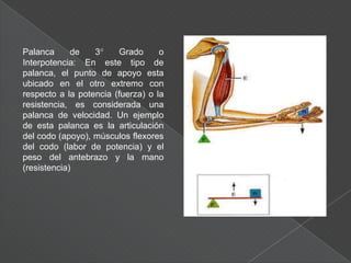 Los sinergistas impiden los movimientos no deseados que se podrían producir cuando se contrae el musculo agonista. Es importante cuando se cruzan dos articulaciones, ya que al contraerse generan movimiento en las dos articulaciones.Los músculos sinergistas se clasifican específicamente como fijadores o estabilizadores cuando inmovilizan el hueso del origen del musculo agonista.