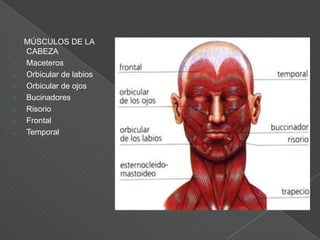 La acción muscular para producir el movimiento se basa en la mecánica de las palancas, donde el músculo es representado por la fuerza productora del movimiento; el punto de apoyo como la articulación y la resistencia representa el peso del segmento a movilizar contra la gravedad.Palanca de 1° grado o “Interapoyo”: Este tipo de palancas también es considerada de equilibrio, aquí el apoyo se ubica entre la fuerza aplicada y la resistencia que es representada por el peso del segmento a movilizar con la gravedad, claro ejemplo de este tipo de palanca en nuestro cuerpo es la articulación occipitoatloidea, en donde los músculos del cuello representan la fuerza o potencia y el peso de la cabeza es representado por la resistencia.