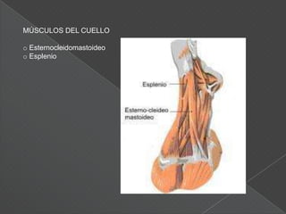 Palanca de 2° Grado o de Interresistencia: En este tipo de palanca, el punto de apoyo se encuentra a un costado y la fuerza se encuentra en el lado opuesto de este. En cambio, la resistencia se ubica en el medio; un ejemplo de esta palanca es la articulación tabiotarsiana como apoyo, los músculos extensores de tobillo como la potencia y el peso del cuerpo como la resistencia. Es considerada una palanca de fuerza
