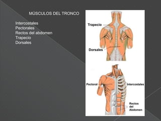 Palanca de 3° Grado o Interpotencia: En este tipo de palanca, el punto de apoyo esta ubicado en el otro extremo con respecto a la potencia (fuerza) o la resistencia, es considerada una palanca de velocidad. Un ejemplo de esta palanca es la articulación del codo (apoyo), músculos flexores del codo (labor de potencia) y el peso del antebrazo y la mano (resistencia)