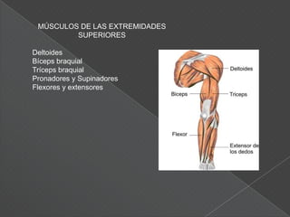 PRINCIPALES MÚSCULOS DEL CUERPO HUMANO